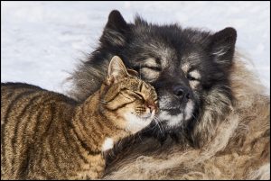 Happy Cat & Dog