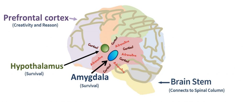 Brain, with frontal lobe, amygdala, hypothalamus & brain stem labeled